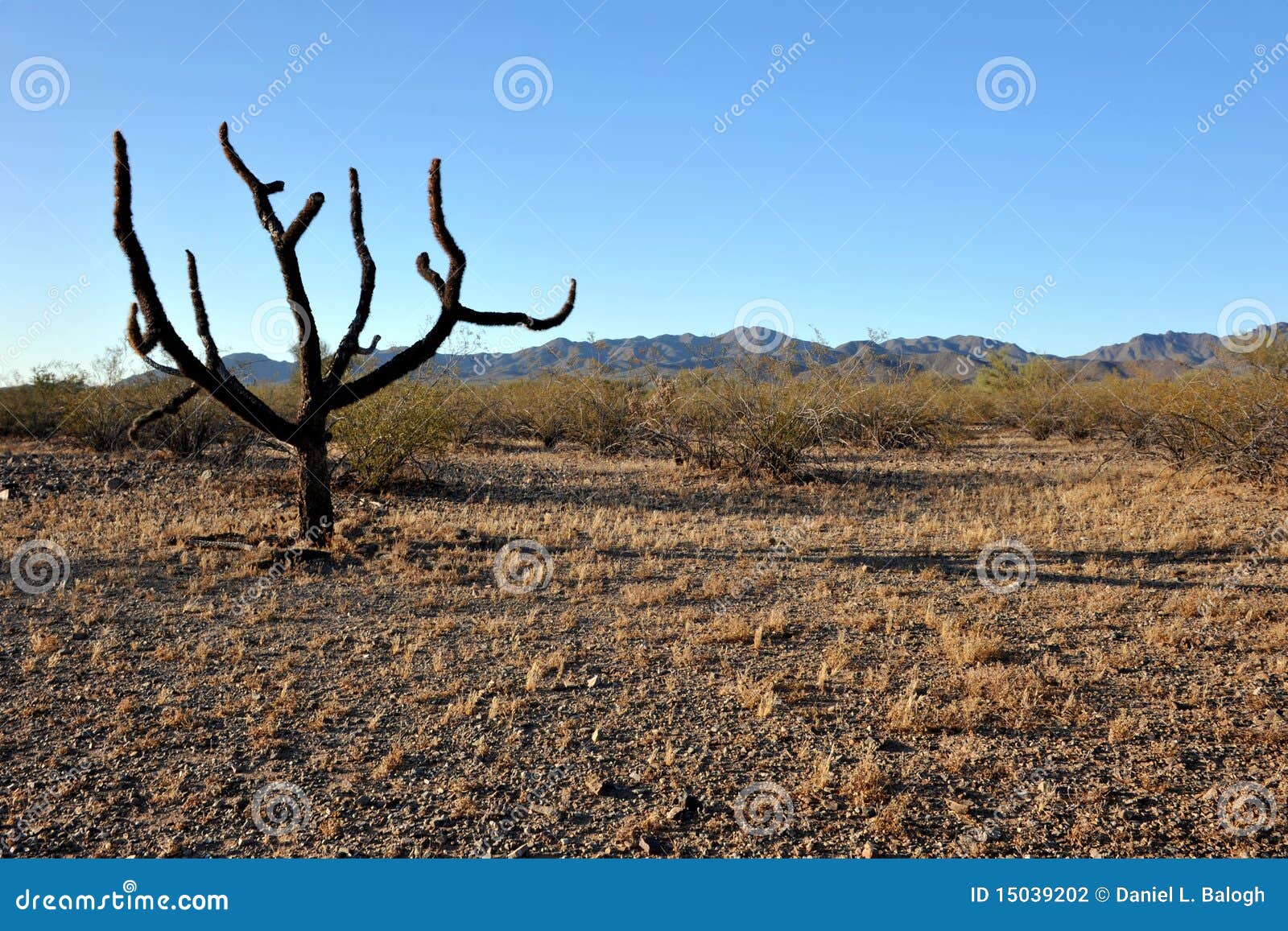 sonoran desert