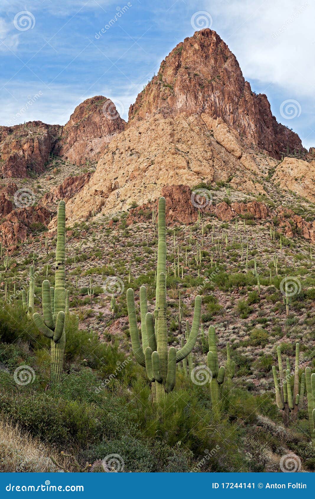 sonoran desert