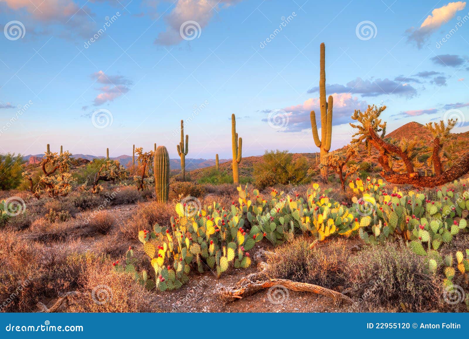 sonoran desert