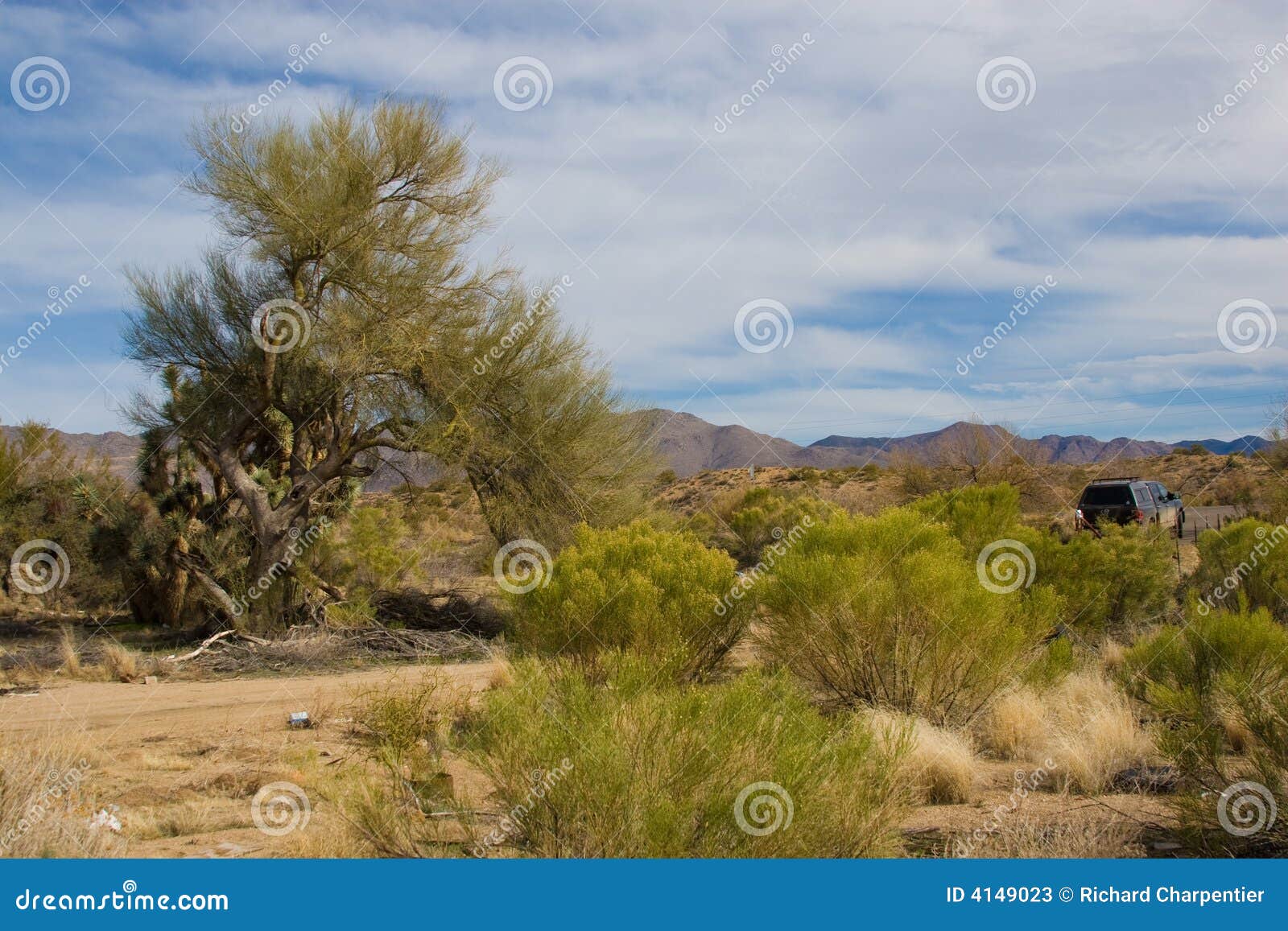 sonoran desert