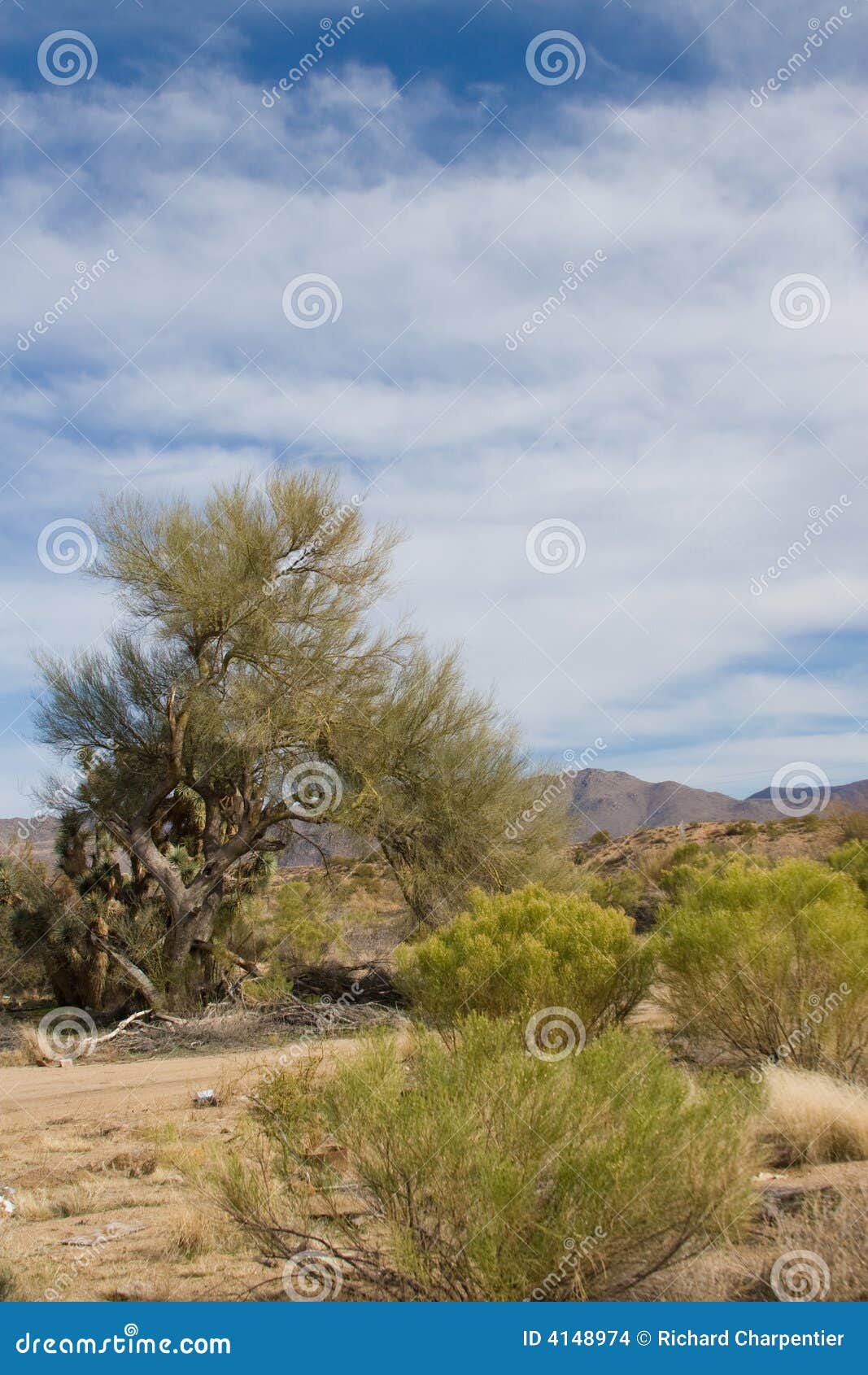 sonoran desert arizona
