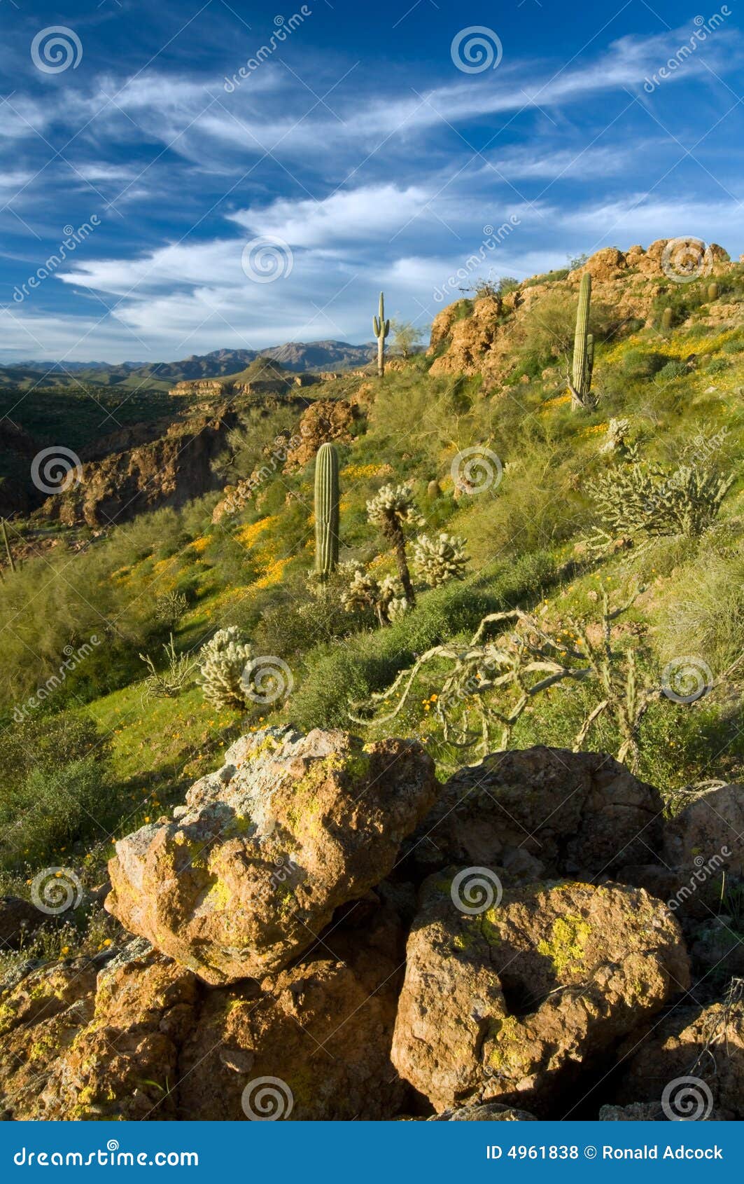 sonoran desert in bloom