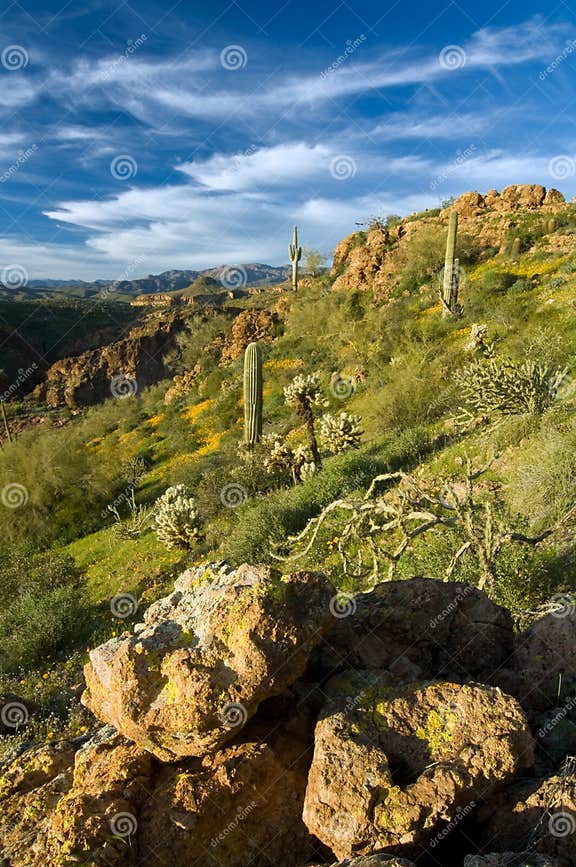 Sonoran Desert in Bloom stock photo. Image of isolation - 4961838