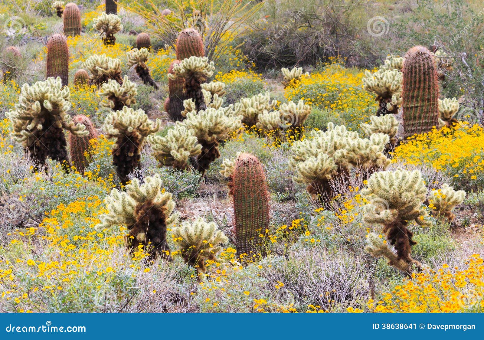 sonoran desert in bloom