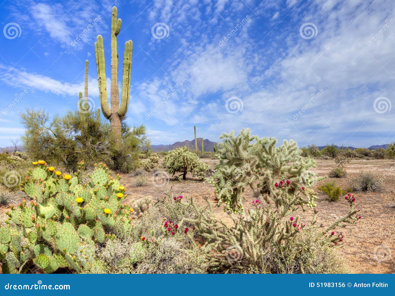 Sonoran Desert stock photo. Image of vegetation, plant - 51983156