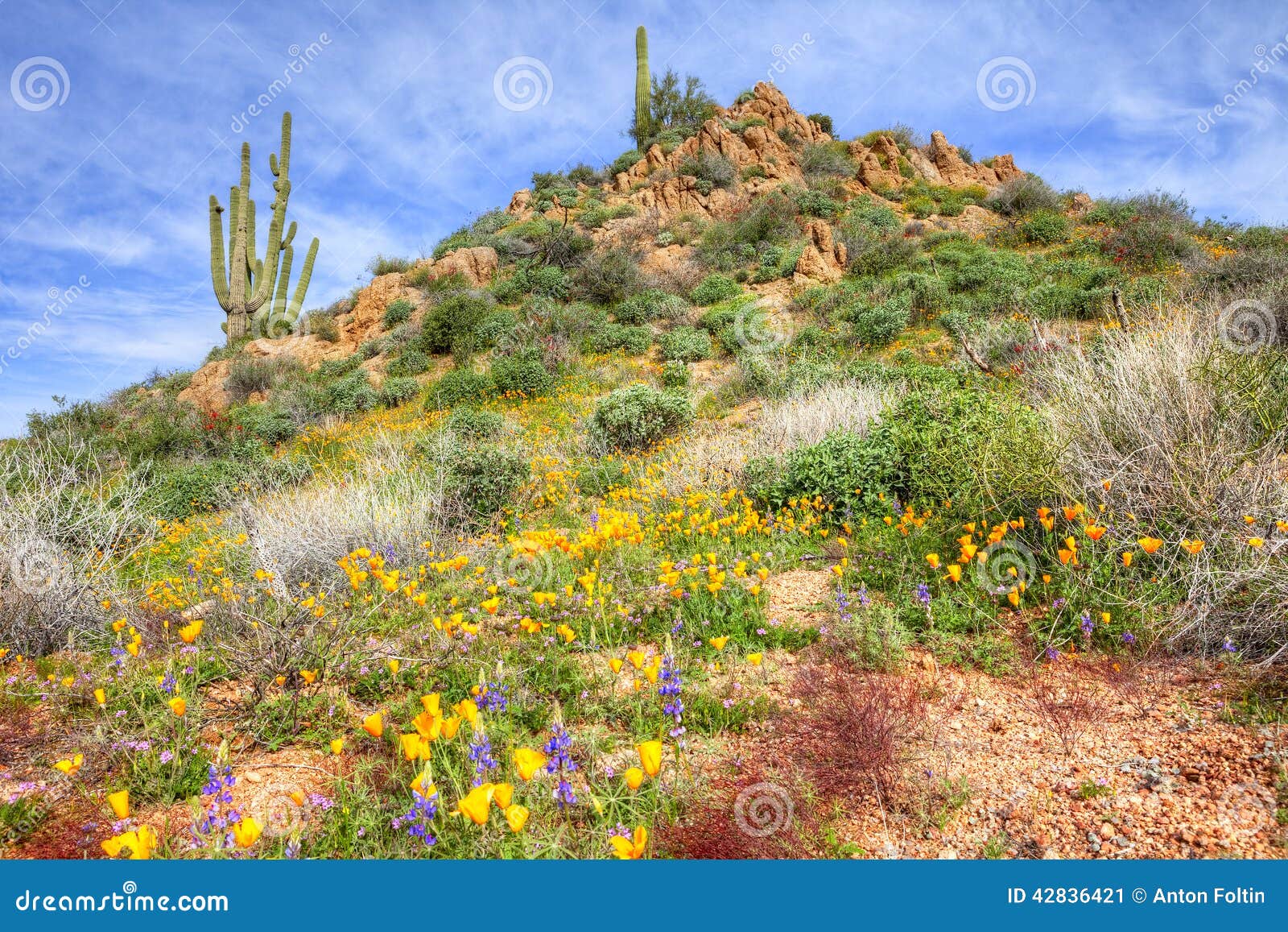 Sonoran Desert stock image. Image of mexican, tonto, gold - 42836421