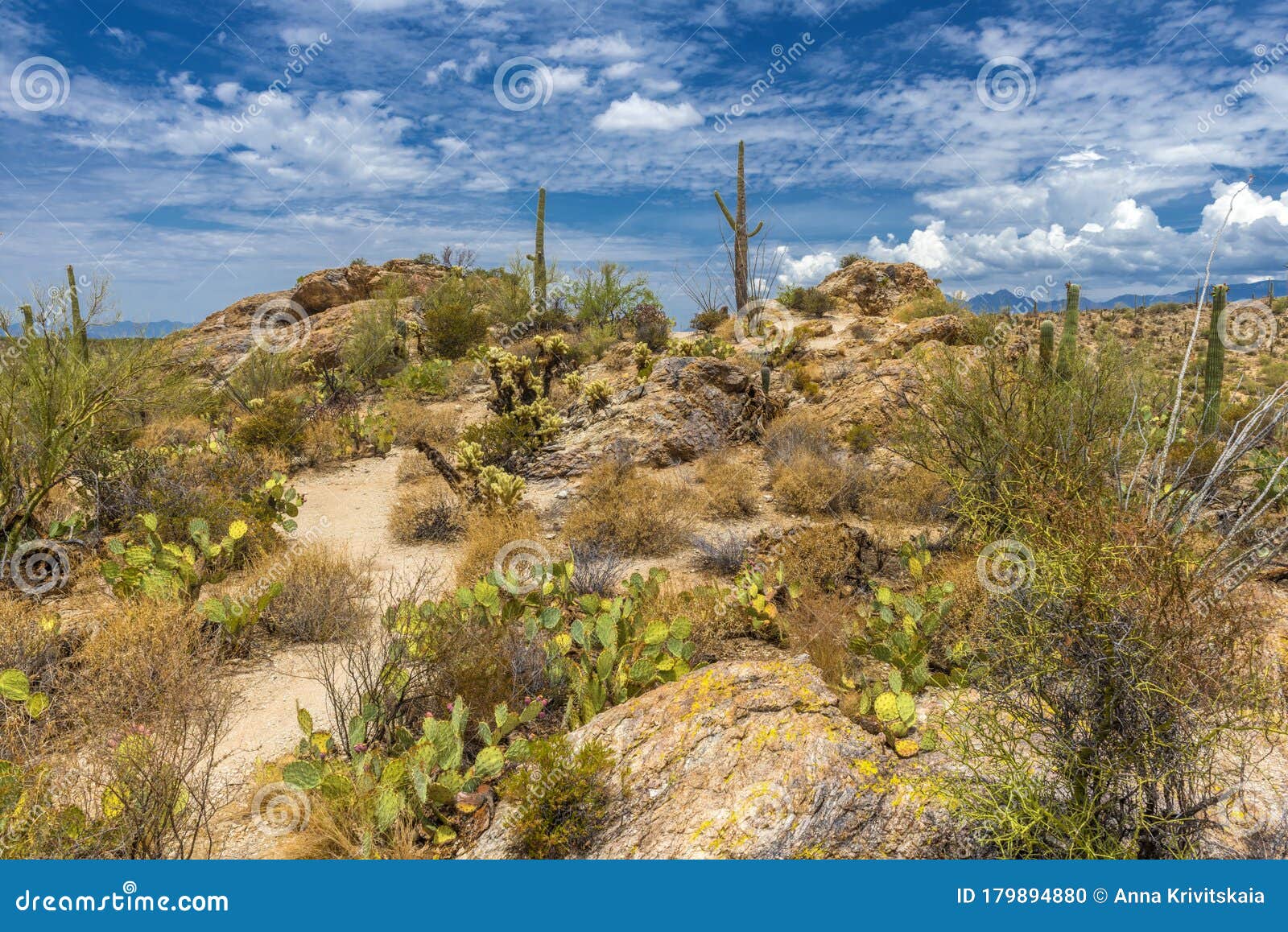 Sonoran Desert Landscape with Tall Cactus, Barrel Cacti, Rocky ...