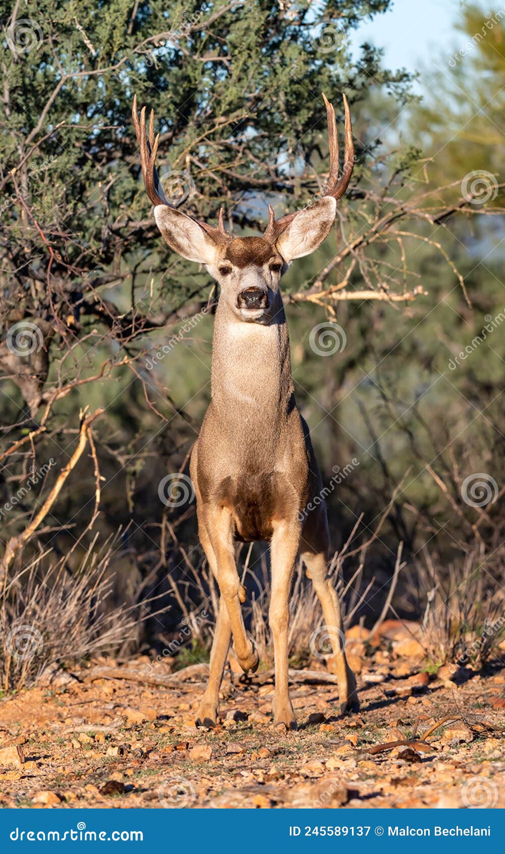 venado bura del desierto de sonora