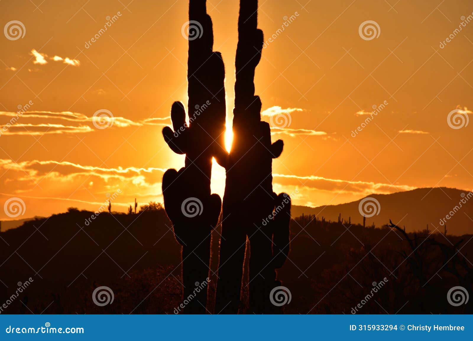 sonoran desert saguaro cactus couple embrace the sunrise, tonopah, arizona
