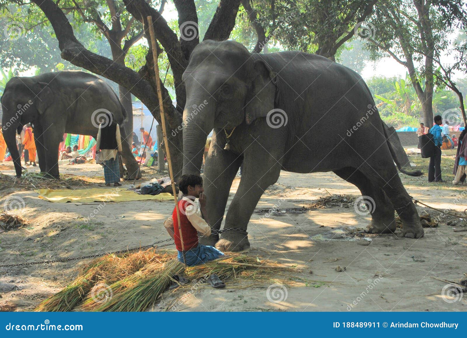Sonpur Animal Fair Bihar India Editorial Photo - Image of animal, india: 188489911 Sonpur Animal Fair Bihar India Editorial Photo - Image of animal, india: 188489911