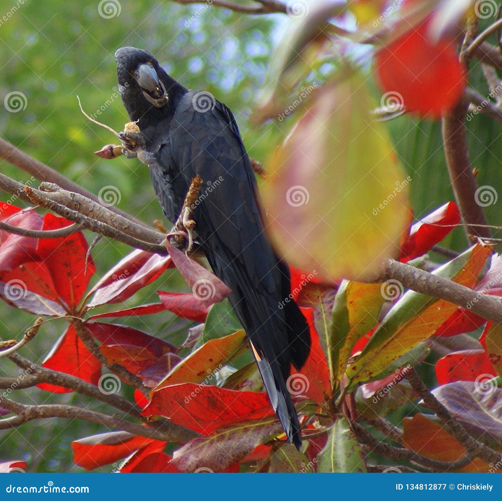 Black Cockatoo on Tree Branch Stock Image Image of birds, black 134812877