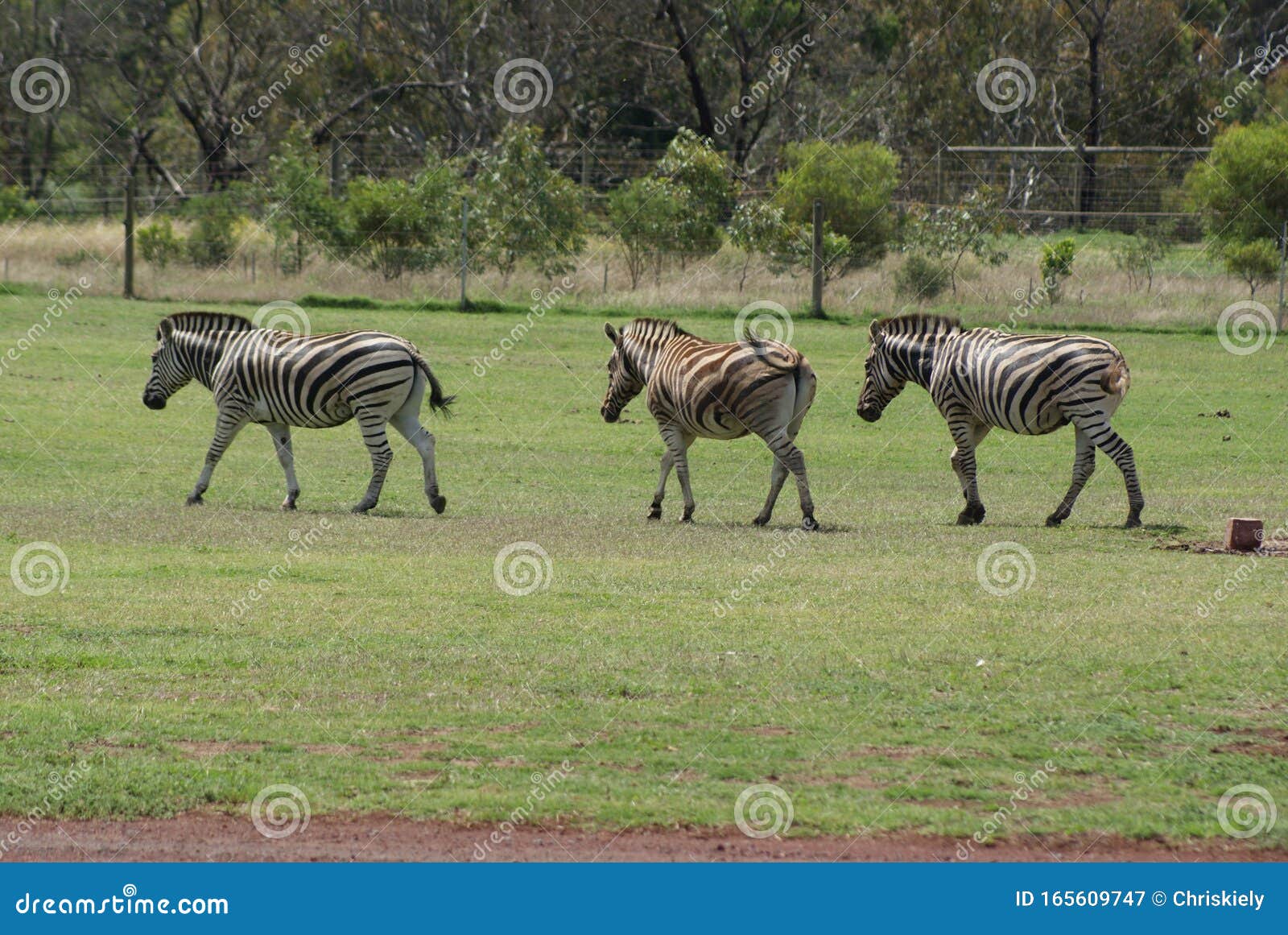 Three Zebras in Field stock image. Image of play, white 165609747