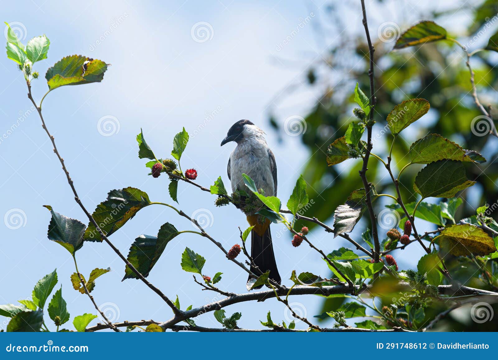 the sooty-headed bulbul bird perch on the tree