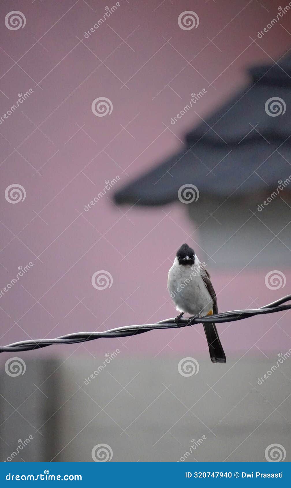 a sooty-headed bulbul (pycnonotus aurigaster) perched on a cable