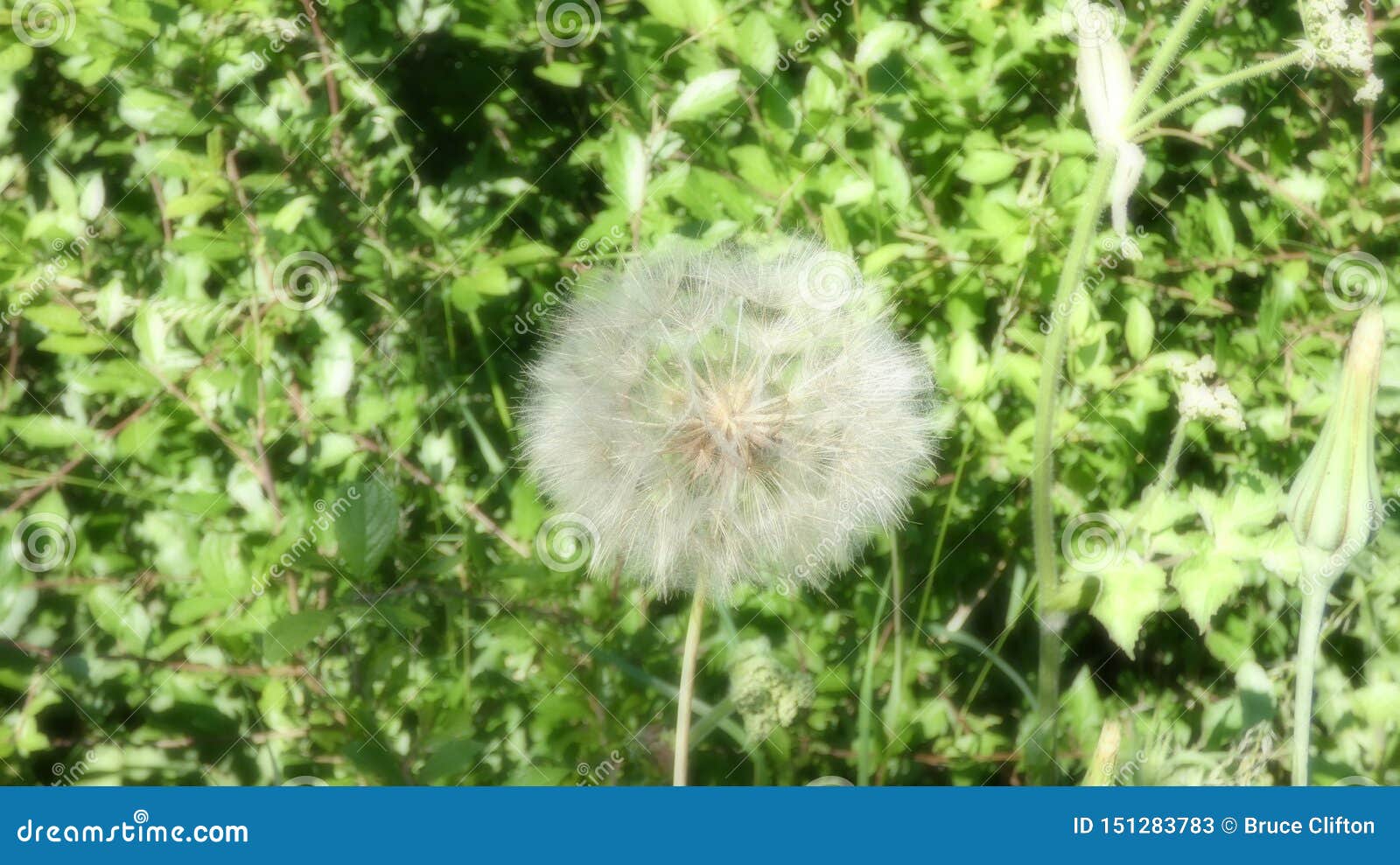 Soplos Del Diente De León O Deseos De Hadas Al Verano Inglés Imagen de  archivo - Imagen de fresco, clifton: 151283783