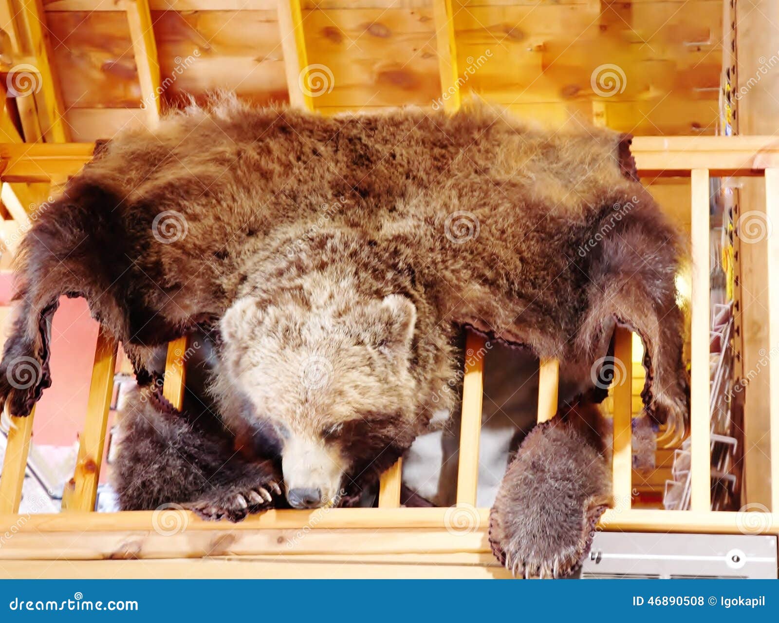 Sopporti la pelle sulla parete di legno nella casa del Montana. Se avete probabilità essere nell'area dove cercando sul primo posto che vederete la vista come questo, caccia reale del trofeo nel Montana