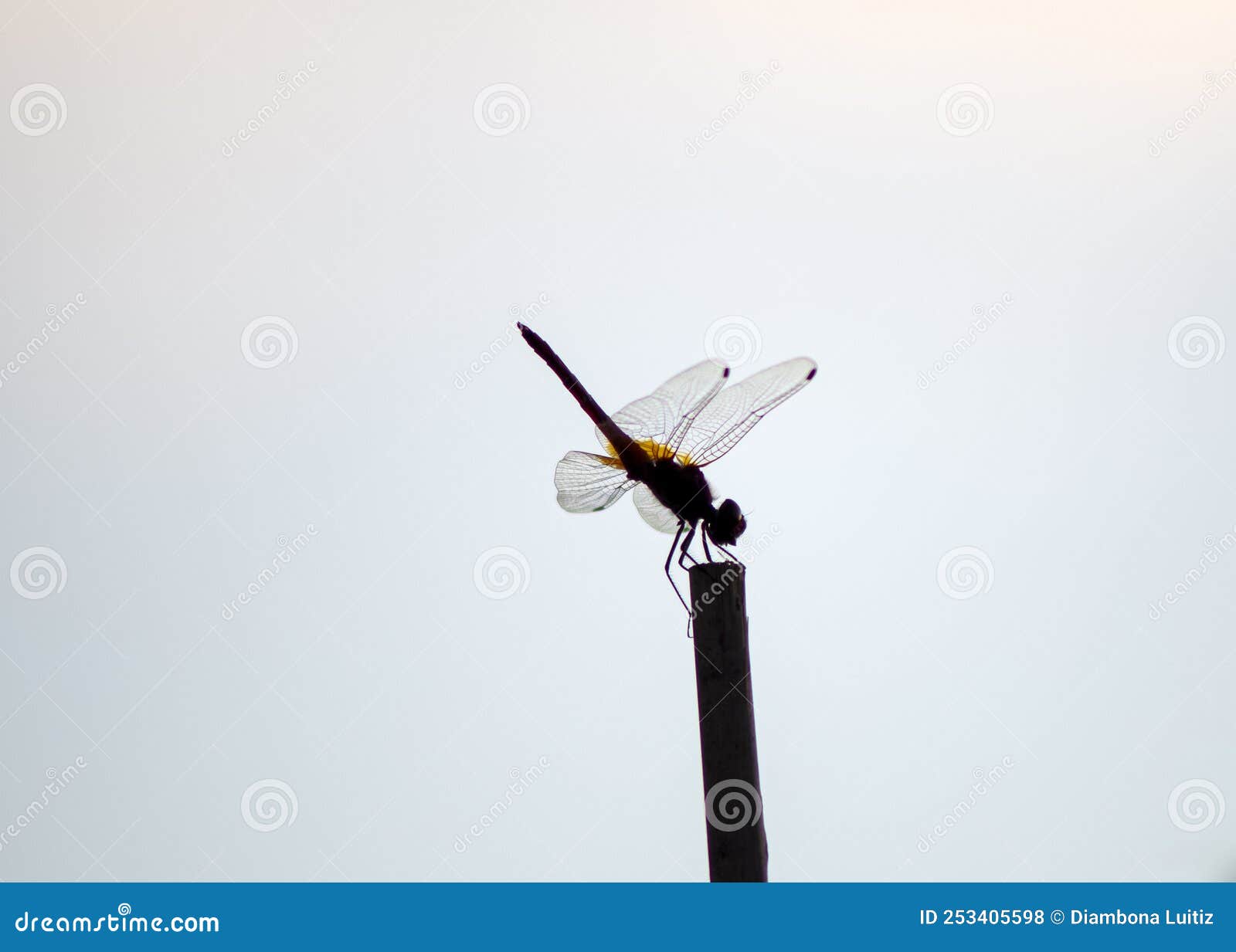 libellula rossa in ombra