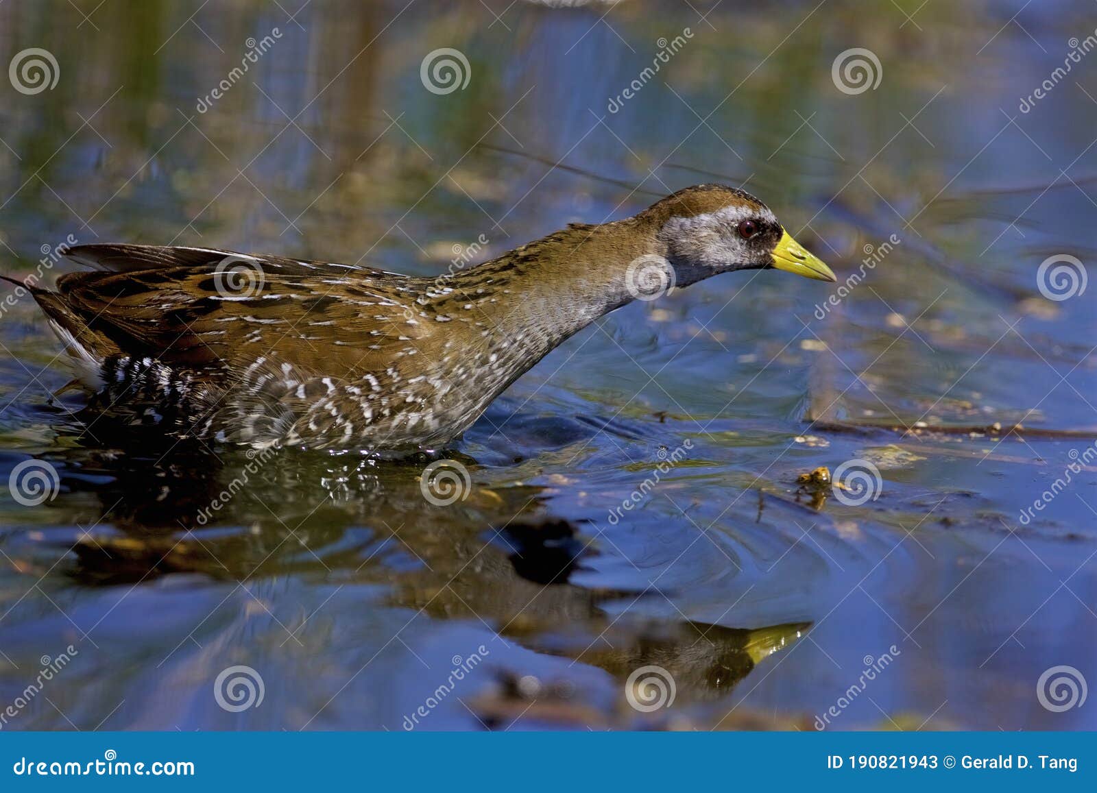 sora rail hunts  807001