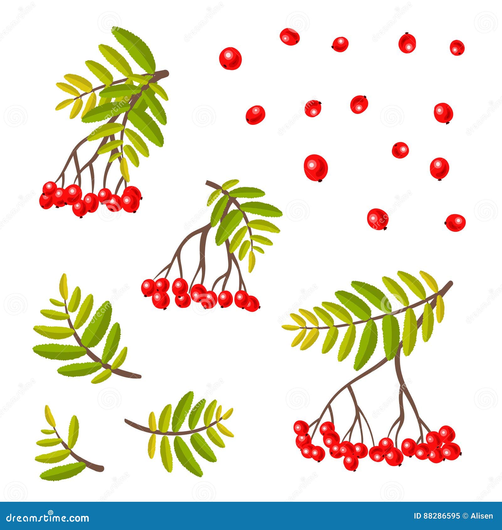 Ветка рябины с листьями и ягодами