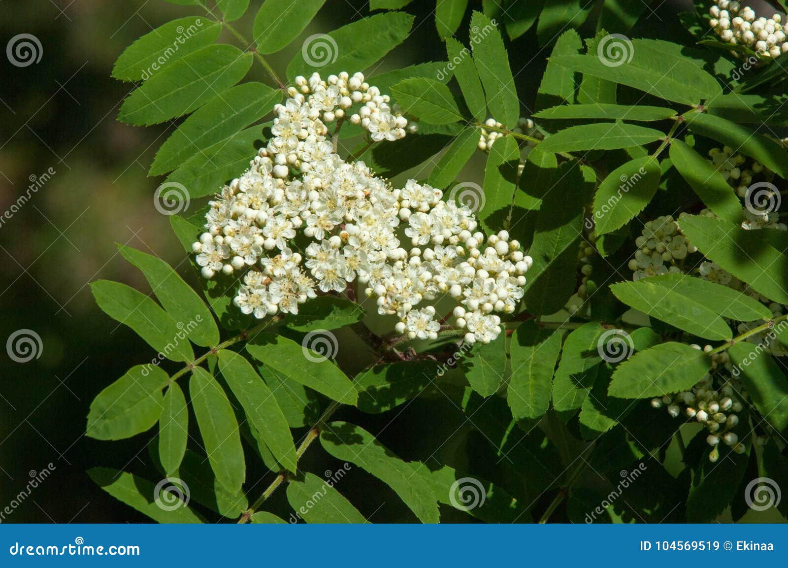 Sorbus Aucuparia - Flowers Rowan. Lowering Rowan in Spring Time Stock