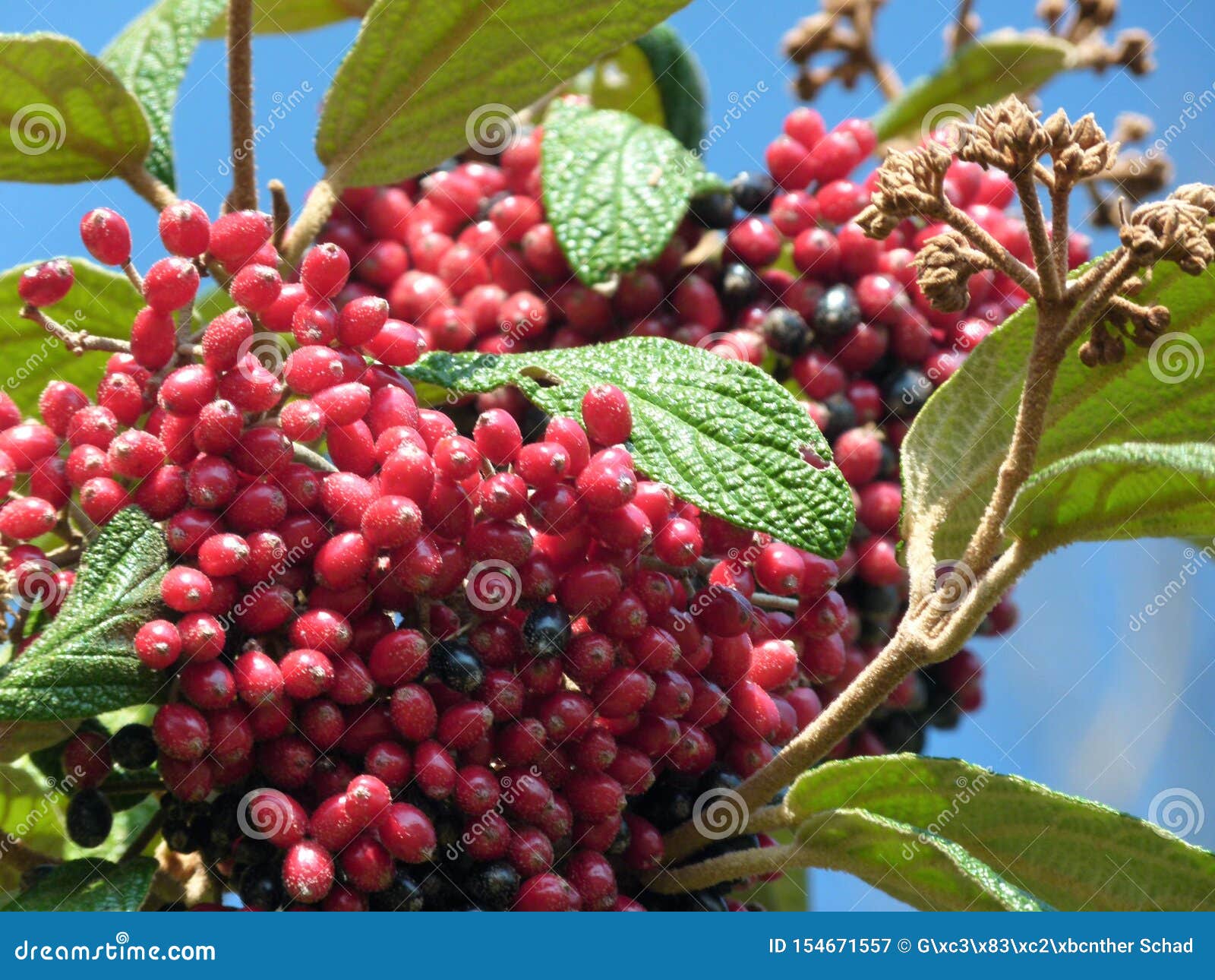 branch with red rowan berries and green leaves against a blue sky