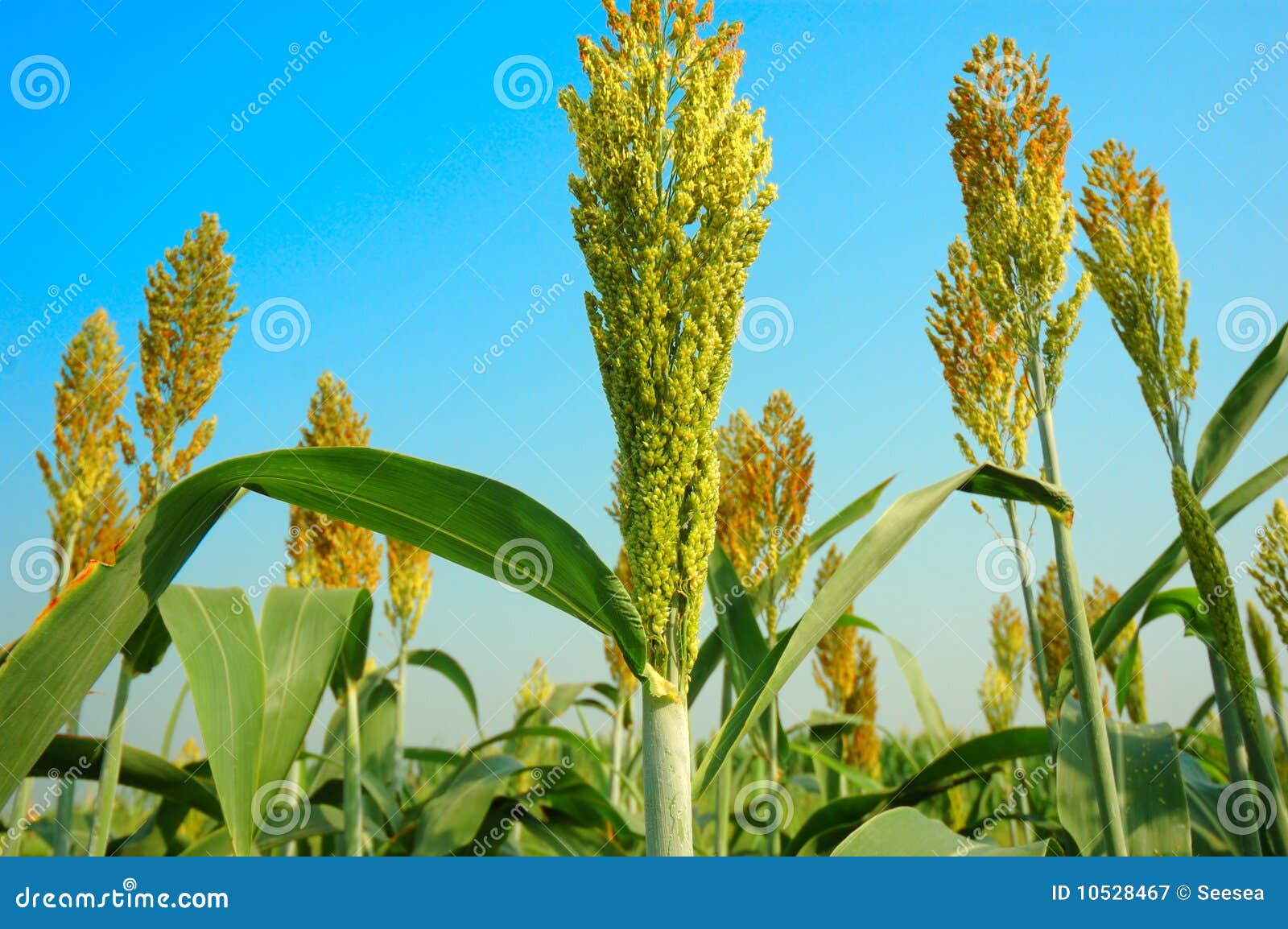 stock image. Image of field, grain, harvest, farm 10528467