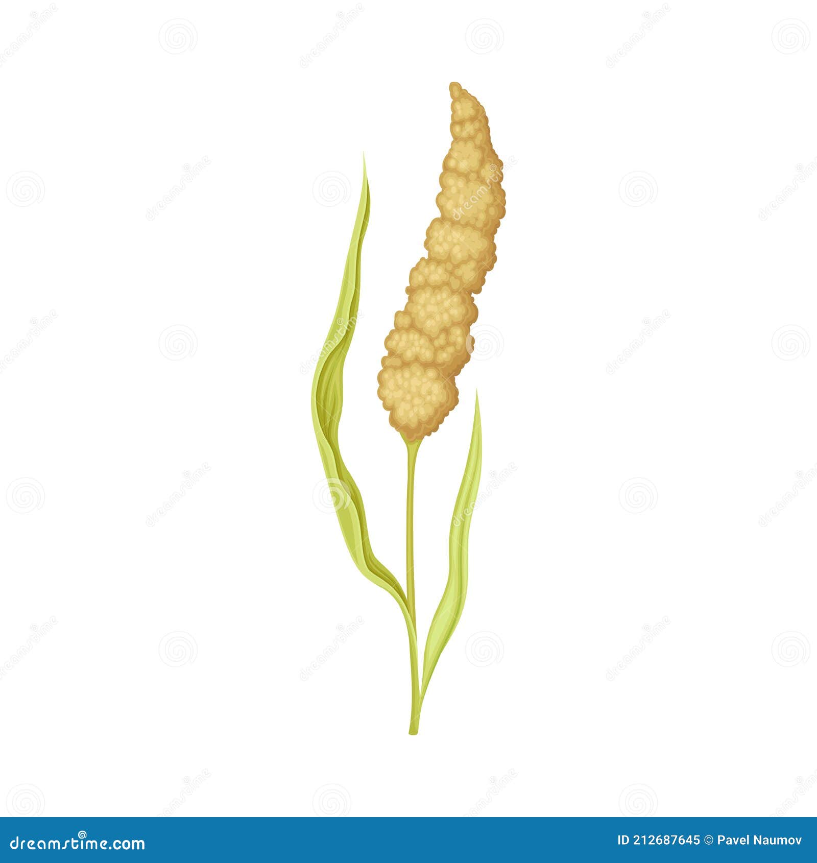 sorghum as grain crop or cereal specie and cultivated grass on stalk with inflorescences  
