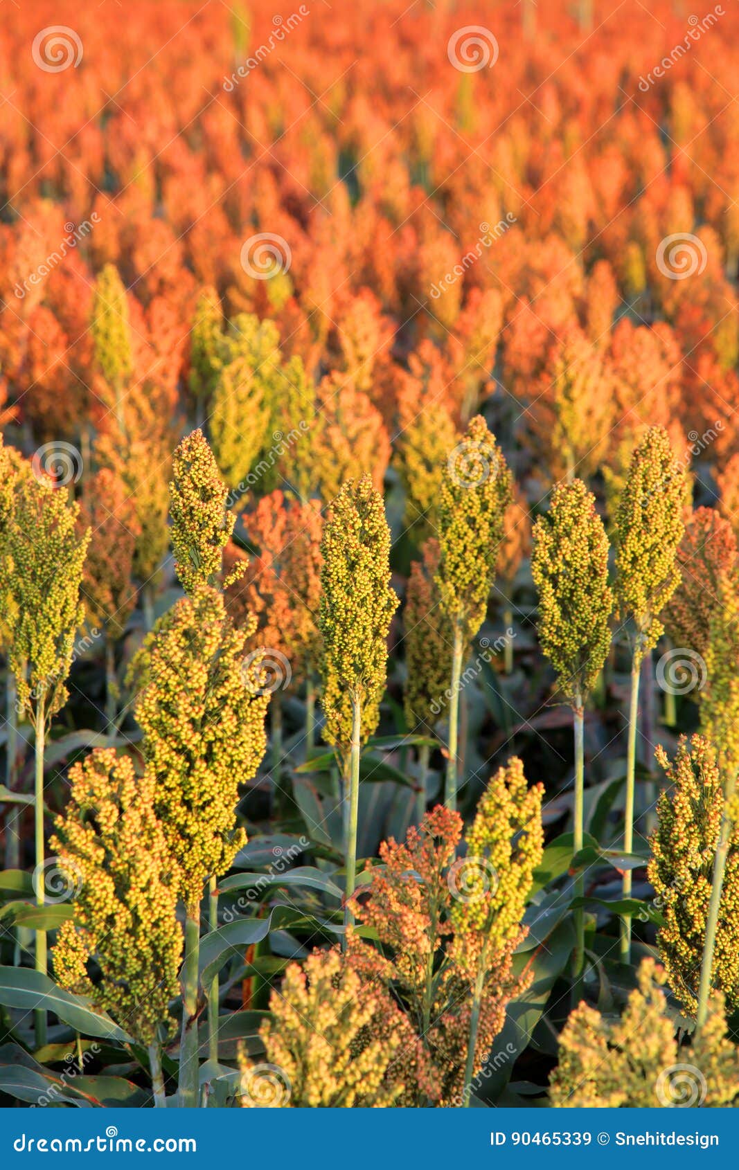 Crops in Southern Indiana Stock Image Image of green, food