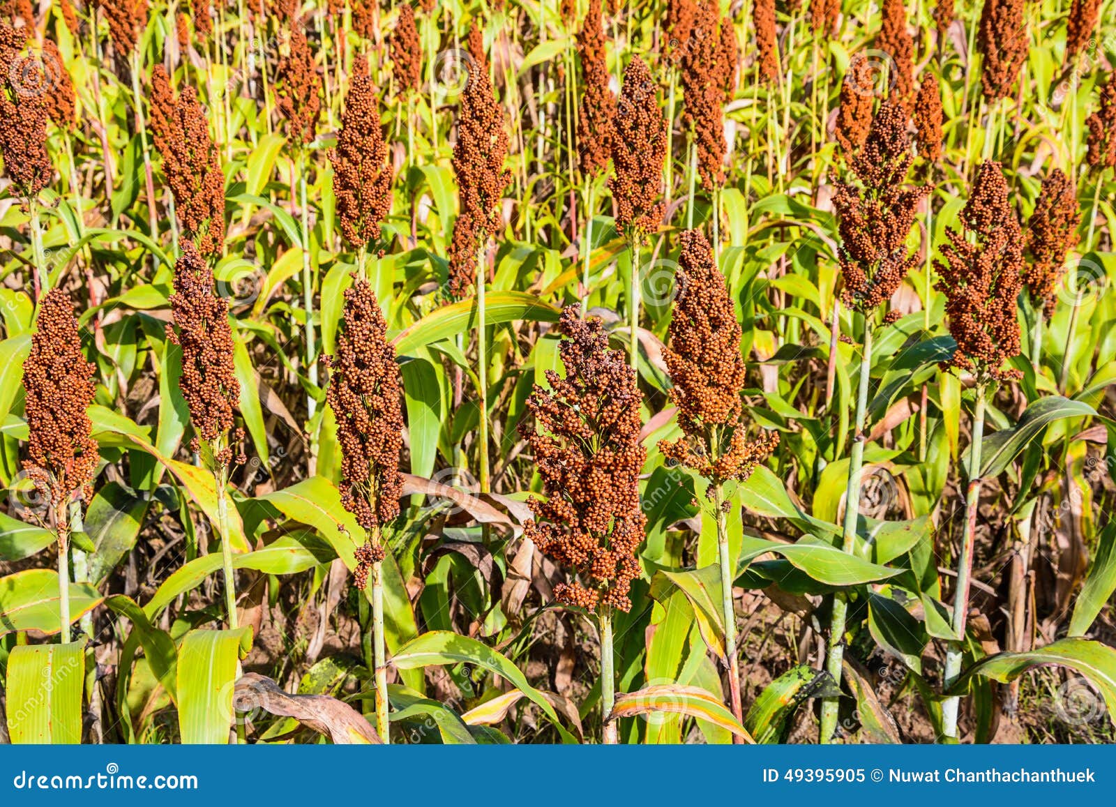 stock image. Image of broomcorn, agriculture 49395905