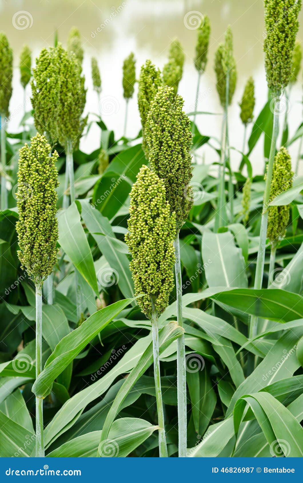 or Millet field stock image. Image of agriculture 46826987