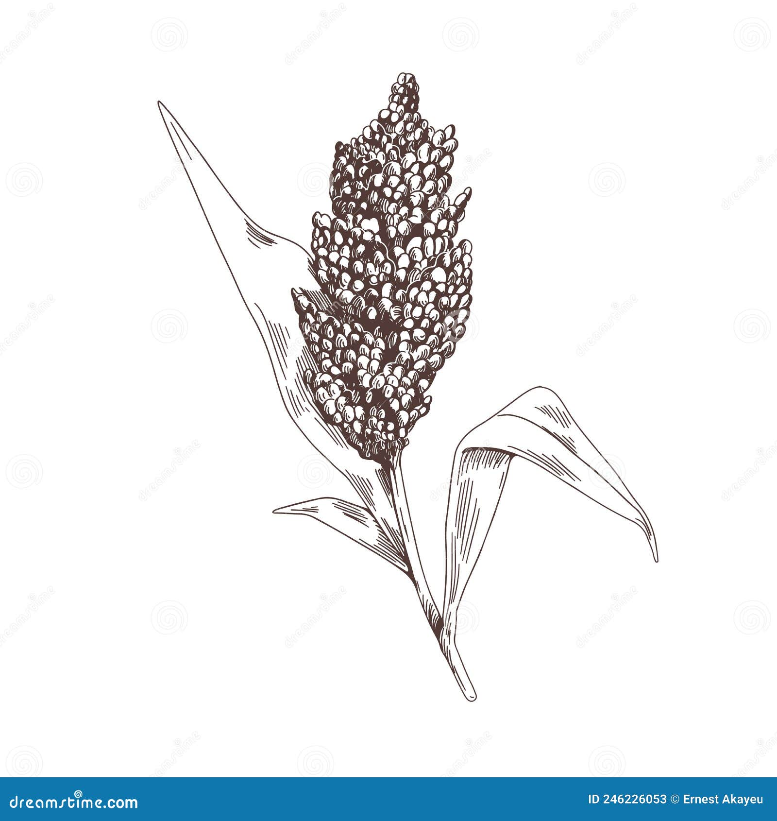 Illustration Of Cornfield Grain Stalk Sketch Stock Illustration - Download  Image Now - Corn - Crop, Sketch, Corn - iStock