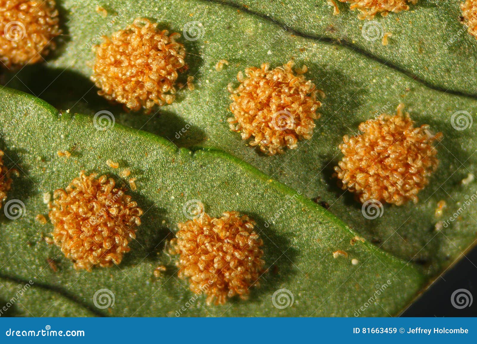 sori of the rock polypody, polypodium virginianum,