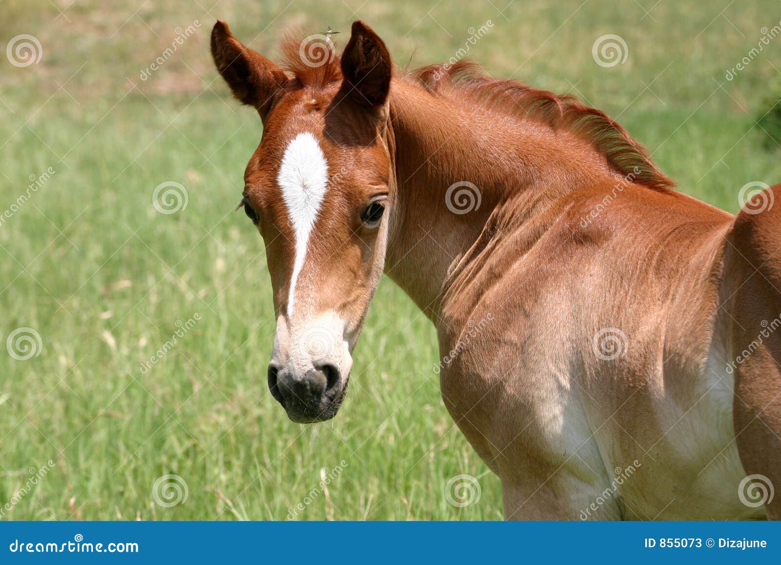 sorrel colt