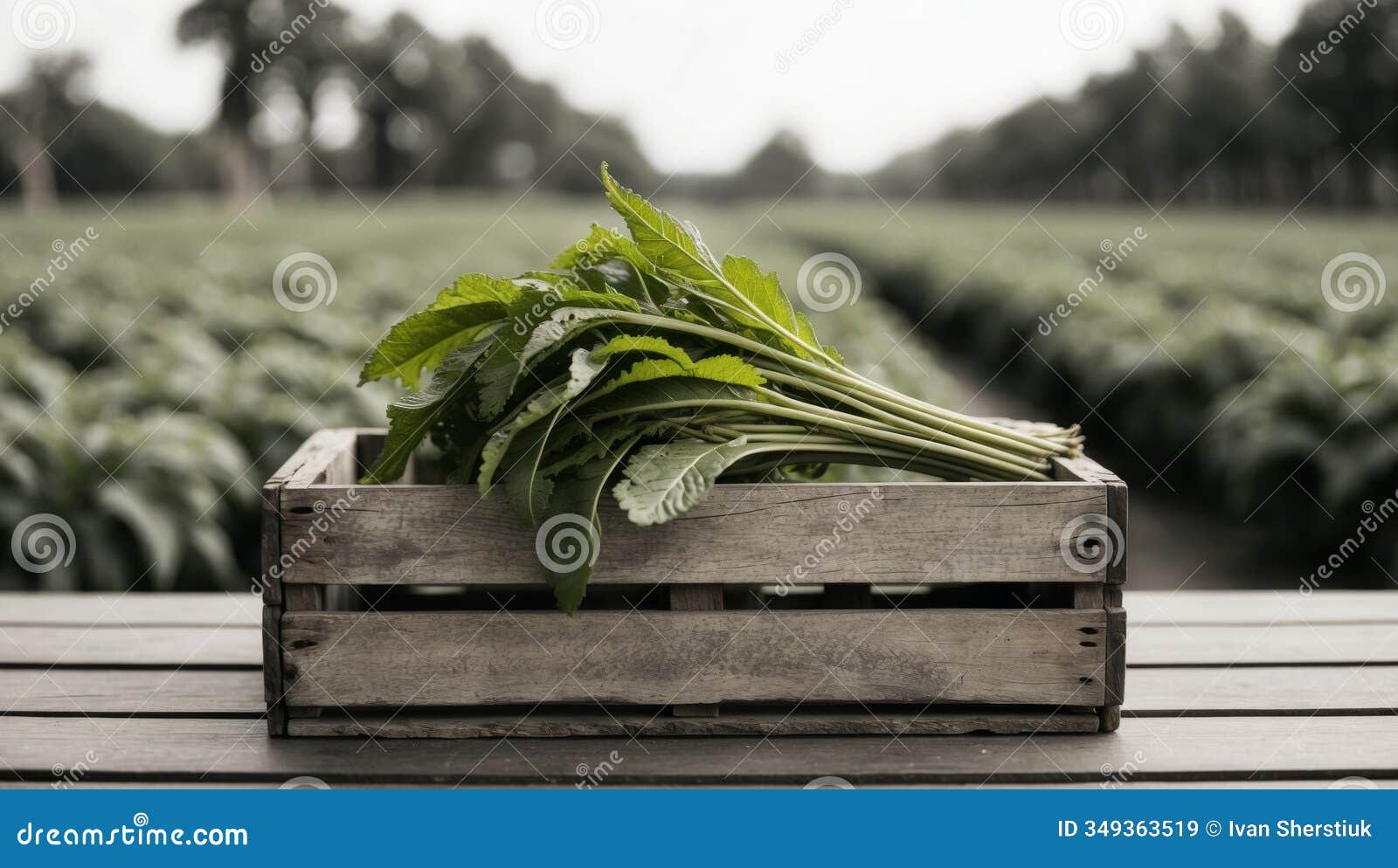sorrel fresh in wooden crate blurred plantation background.