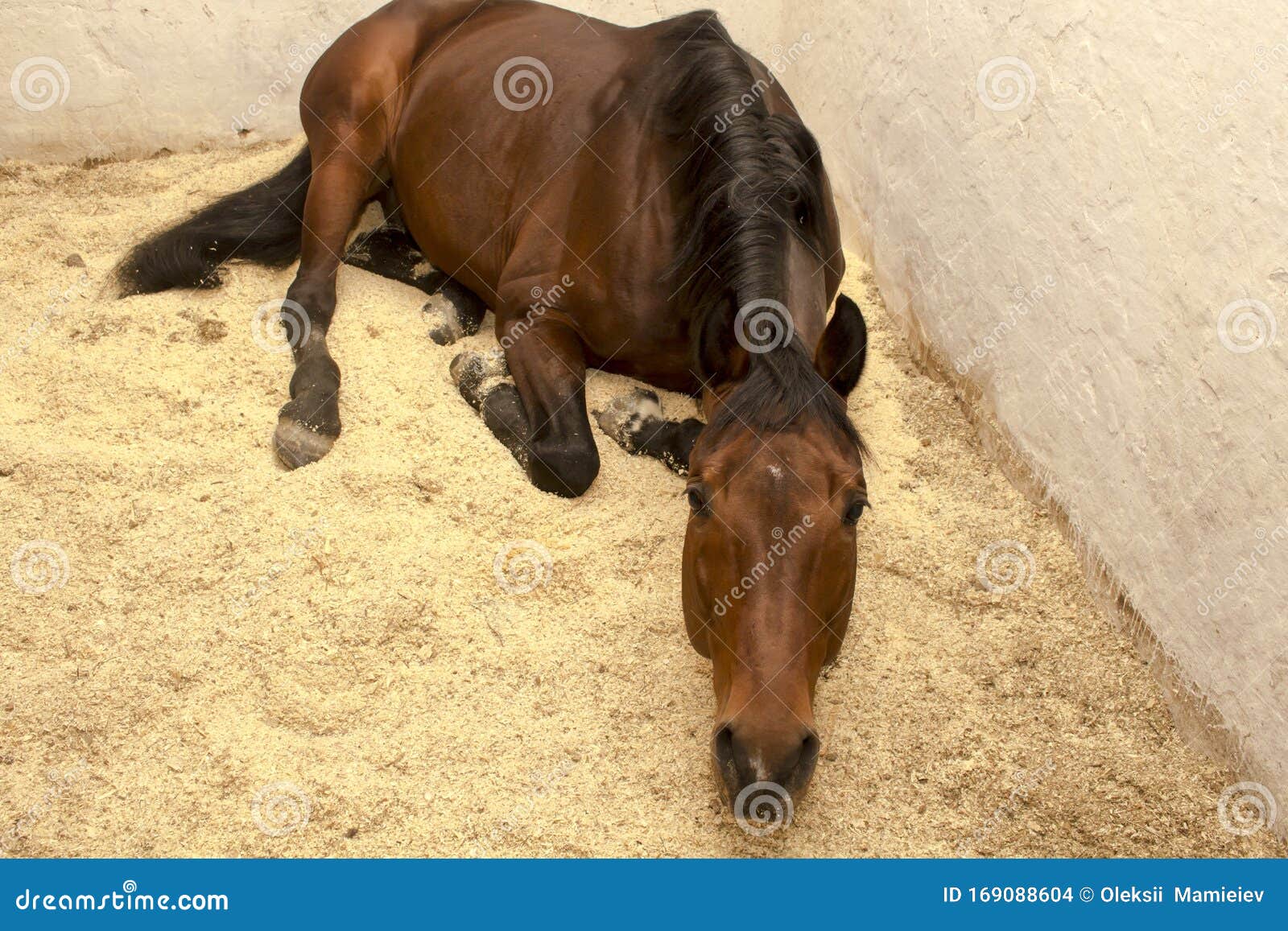 Sorrel Horse Zit Op in Een Kraag Van Zijn Stock Foto - Image of kastanje, 169088604