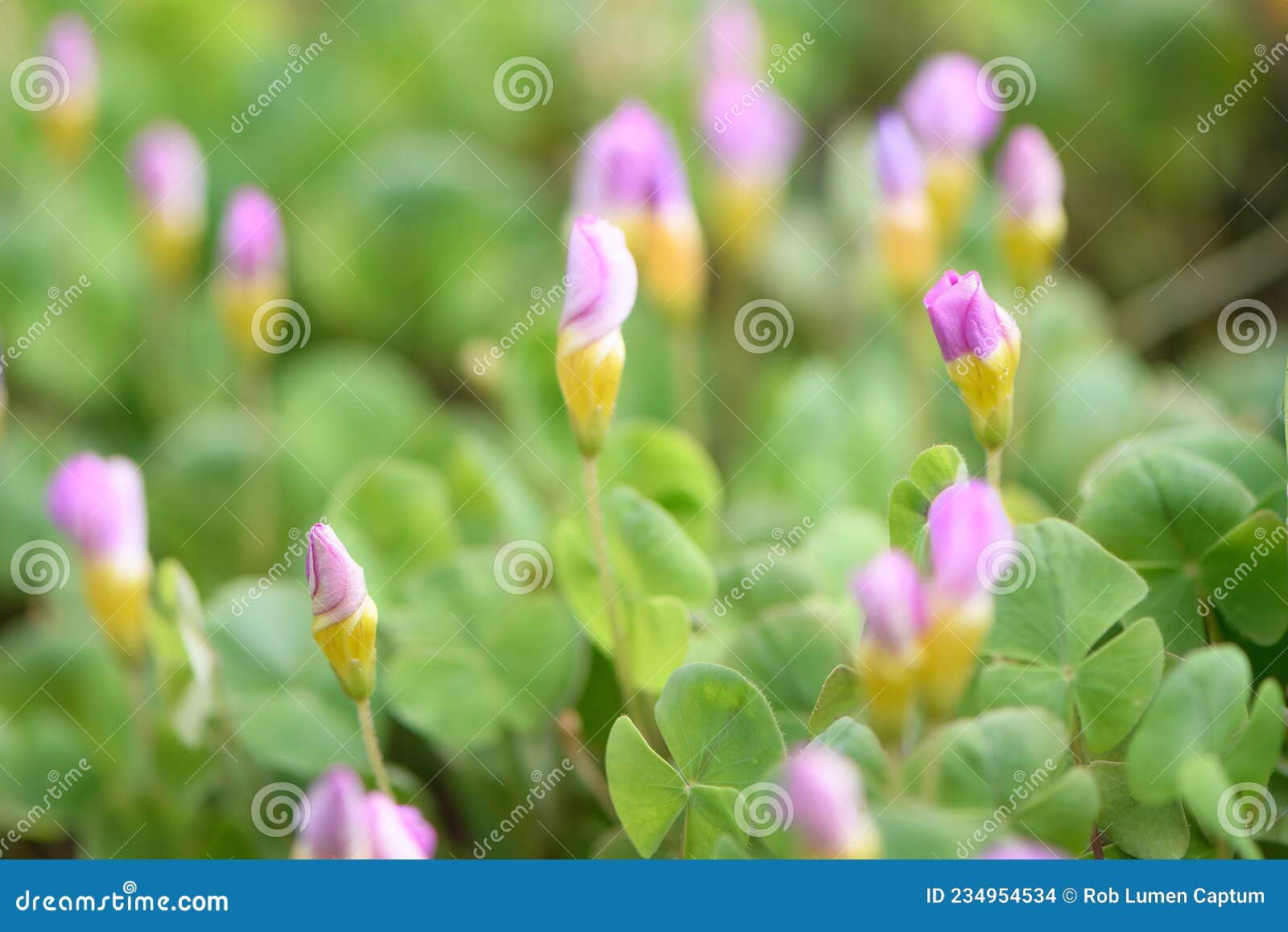 Sorrel Oxalis Depressa Lilas Fleurs Bourgeonnantes Photo stock - Image du  éternel, entonnoir: 234954534