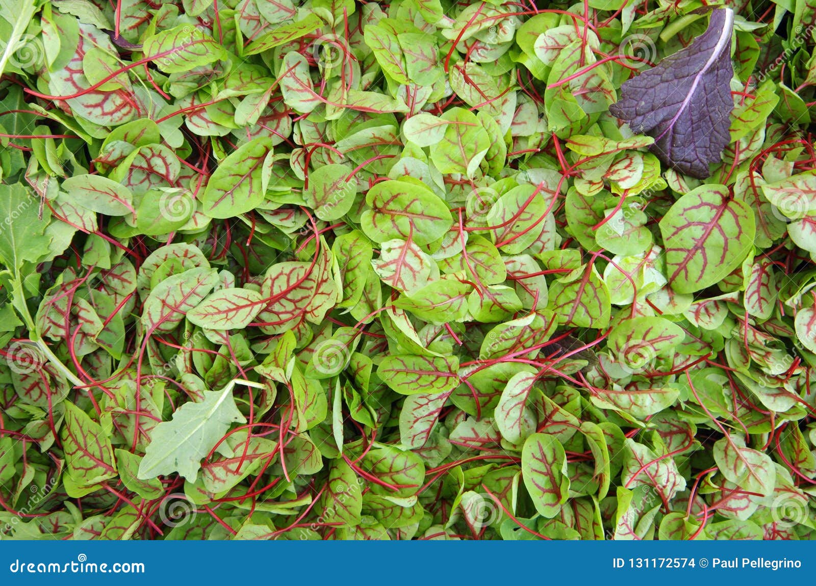 sorrel red veined salad greens view from above