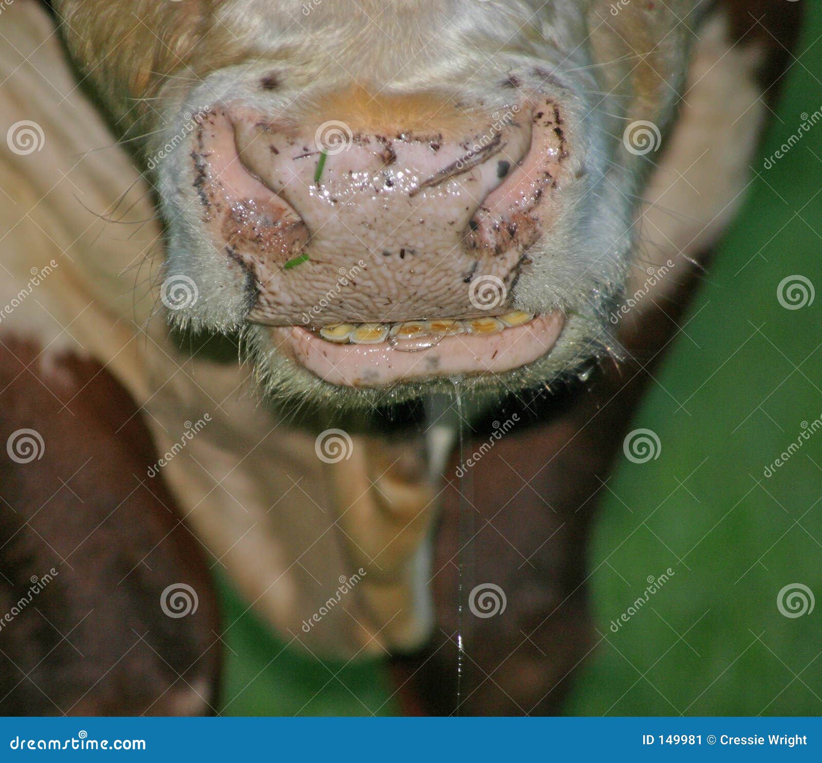 Ontem, eu reparava no sorriso das vacas: A tábua de Flandres