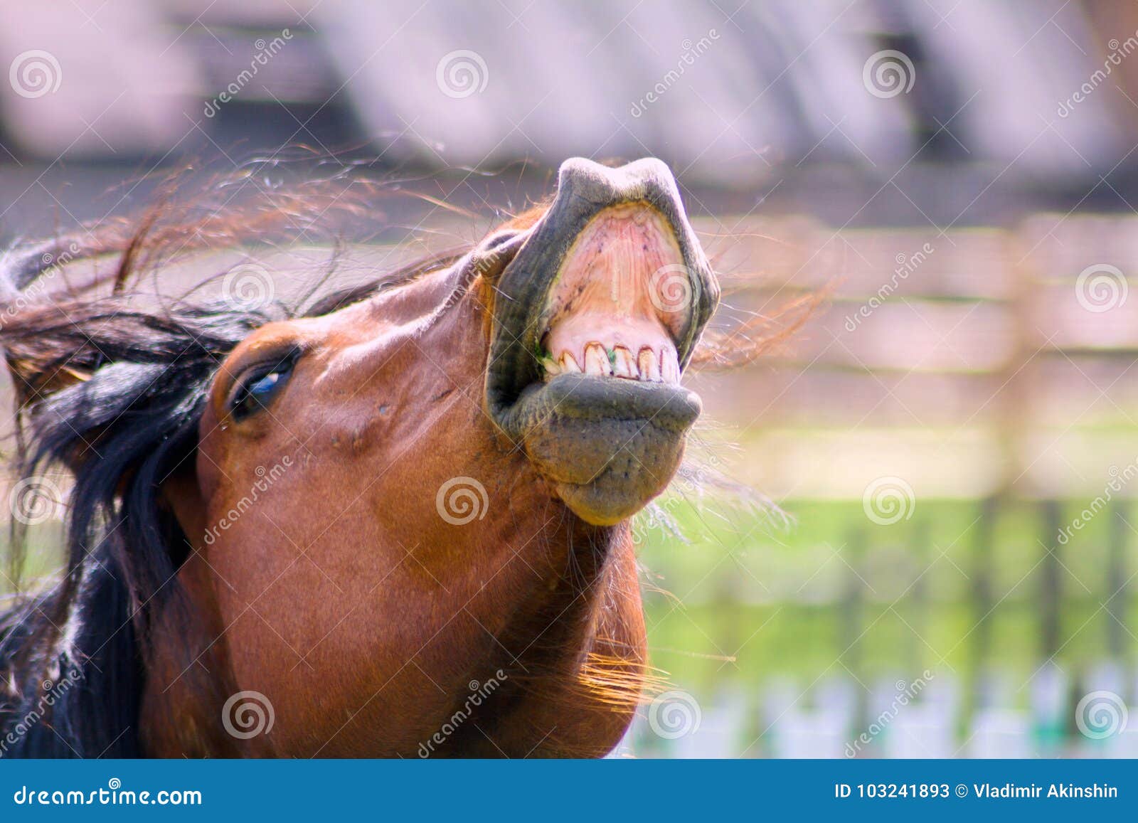 😆 Já viu um cavalo sorrindo?! - Agropecuária Querência