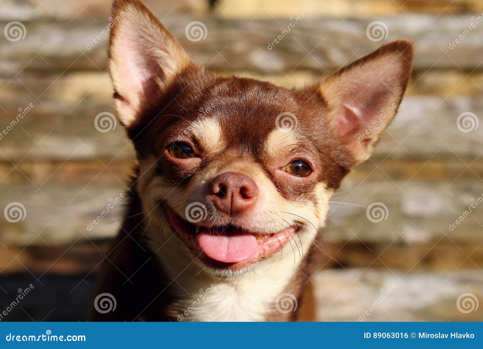 Sorriso Divertente Del Cane Fotografia Stock Immagine Di Adorable Animale