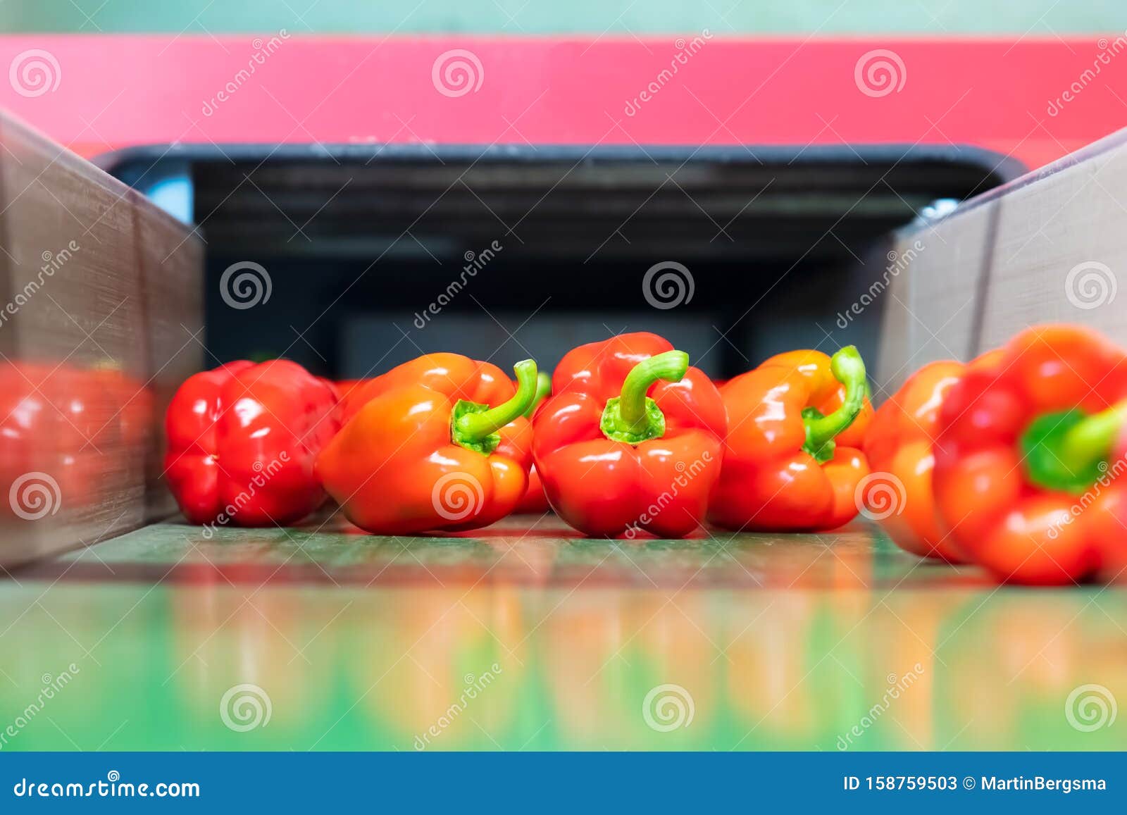 Sorting of Red Bell Peppers during Harvest Stock Image Image of