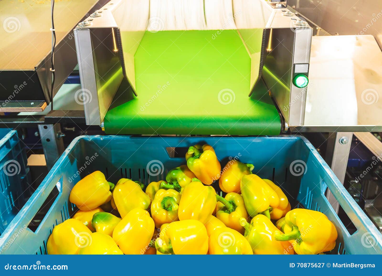 Sorting of Yellow Bell Peppers during Harvest Stock Image Image of
