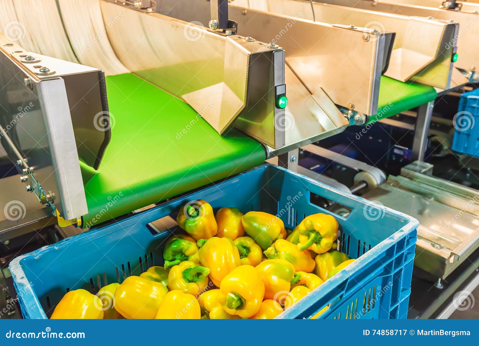 Sorting of Yellow Bell Peppers during Harvest Stock Image Image of