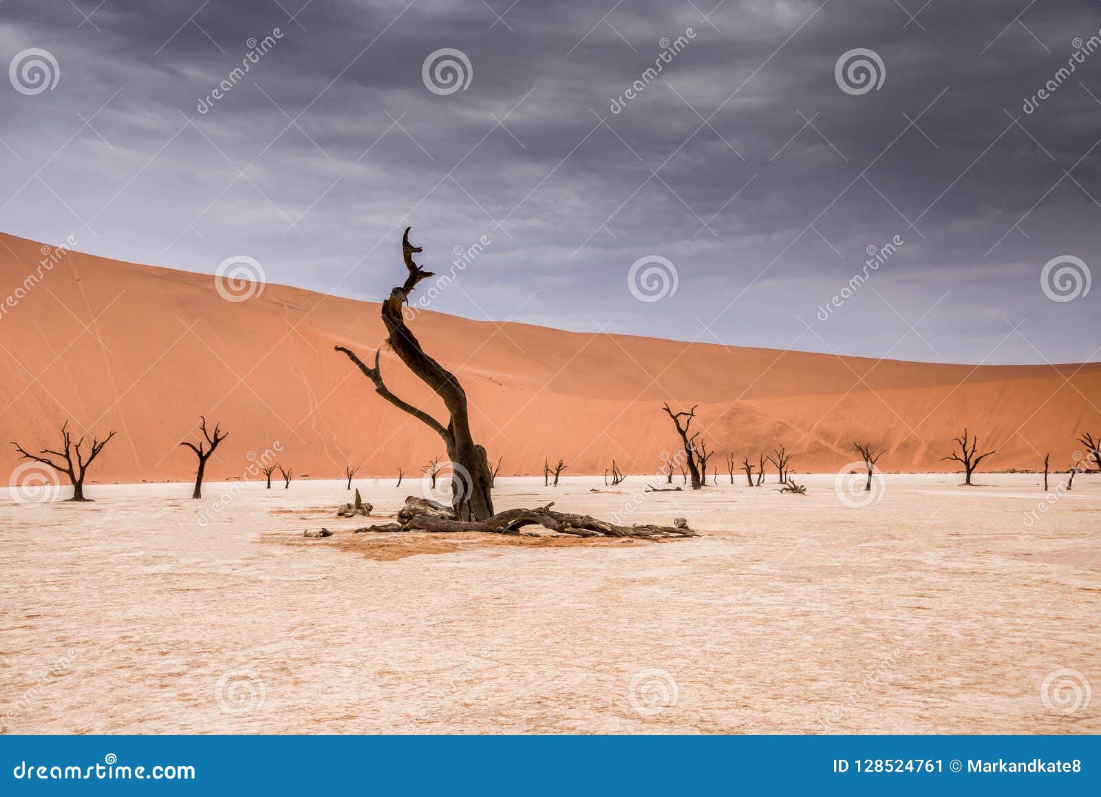 camel thorn trees in sossusvlei in namibia