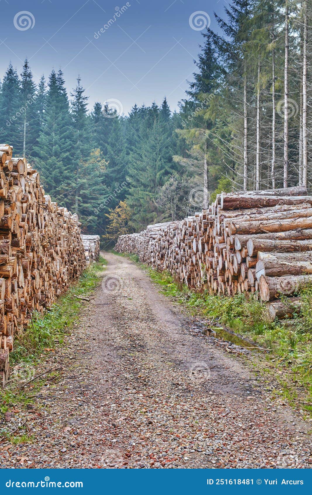 Souches D'arbres Empilées Dans Une Scierie à L'extérieur Dans Une Forêt De  Pins Cultivée En Europe. Déforestation Des Piles De Boi Image stock - Image  du horizontal, industrie: 251618481