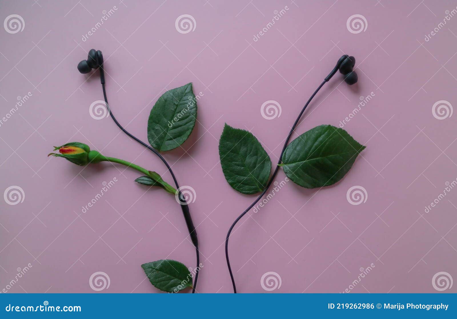 elite Overhale lejr Sound and Music Concept.Black Headphones with Green Leaves and a Rose Bud  Isolated on Pink Background.Minimal Nature Concept. Stock Photo - Image of  nature, music: 219262986