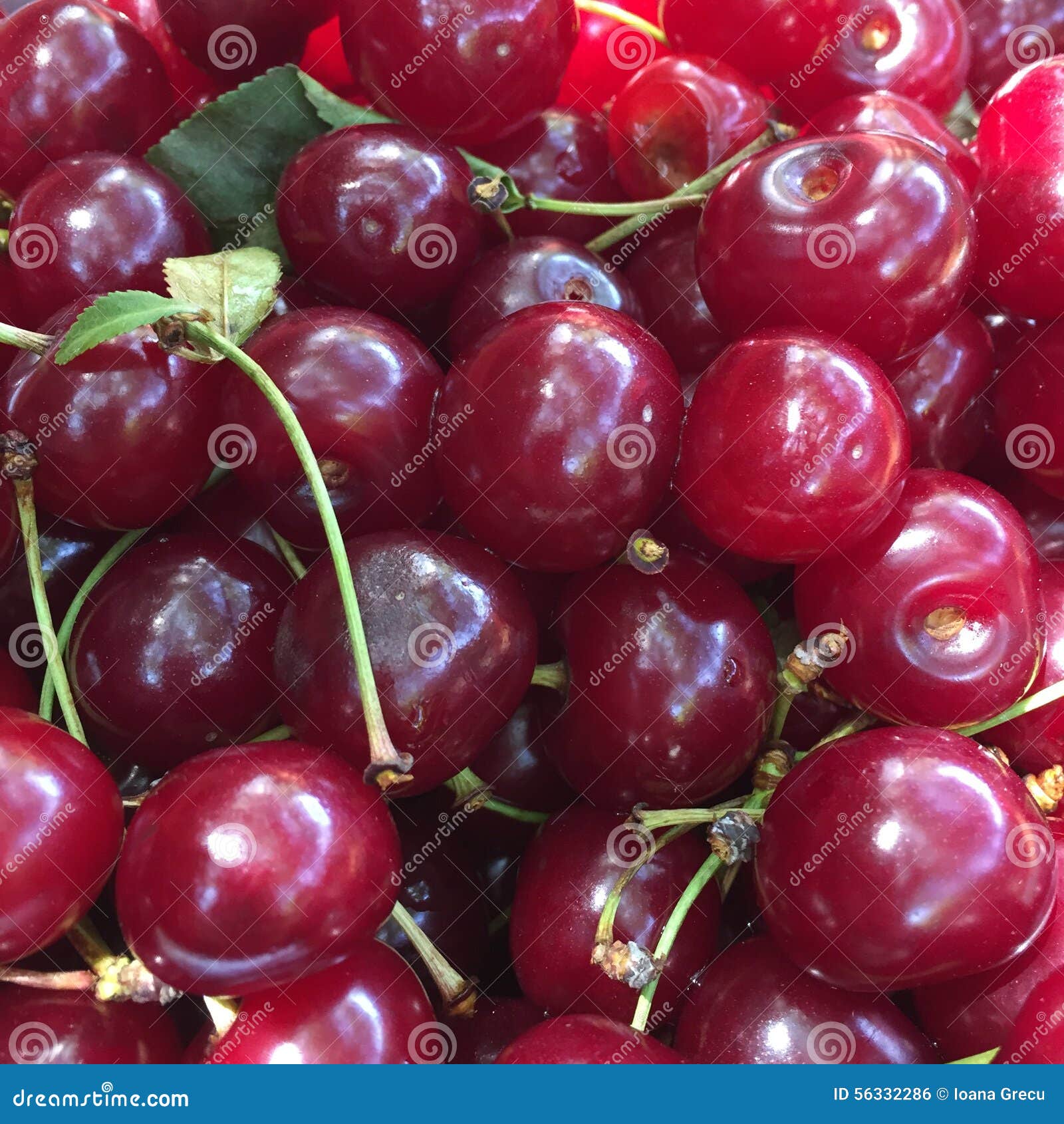 Sour cherries stock photo. Image of bowl, healthy, cherries 56332286