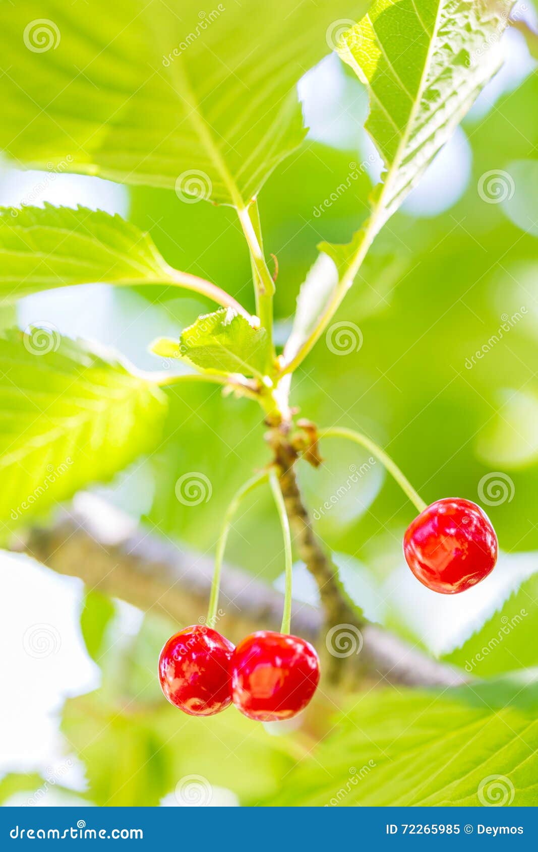 Sour Cherries Growing on the Sour Cherry Tree Stock Image Image of