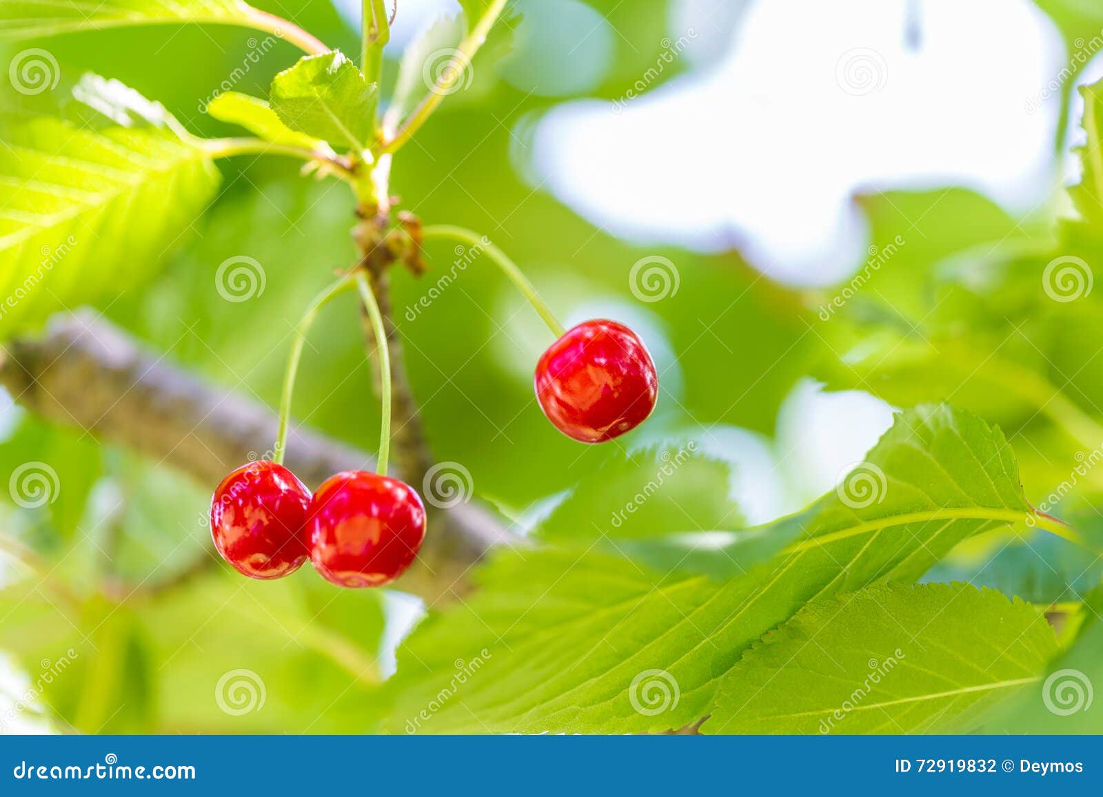 Sour Cherries Growing on the Sour Cherry Tree Stock Photo Image of