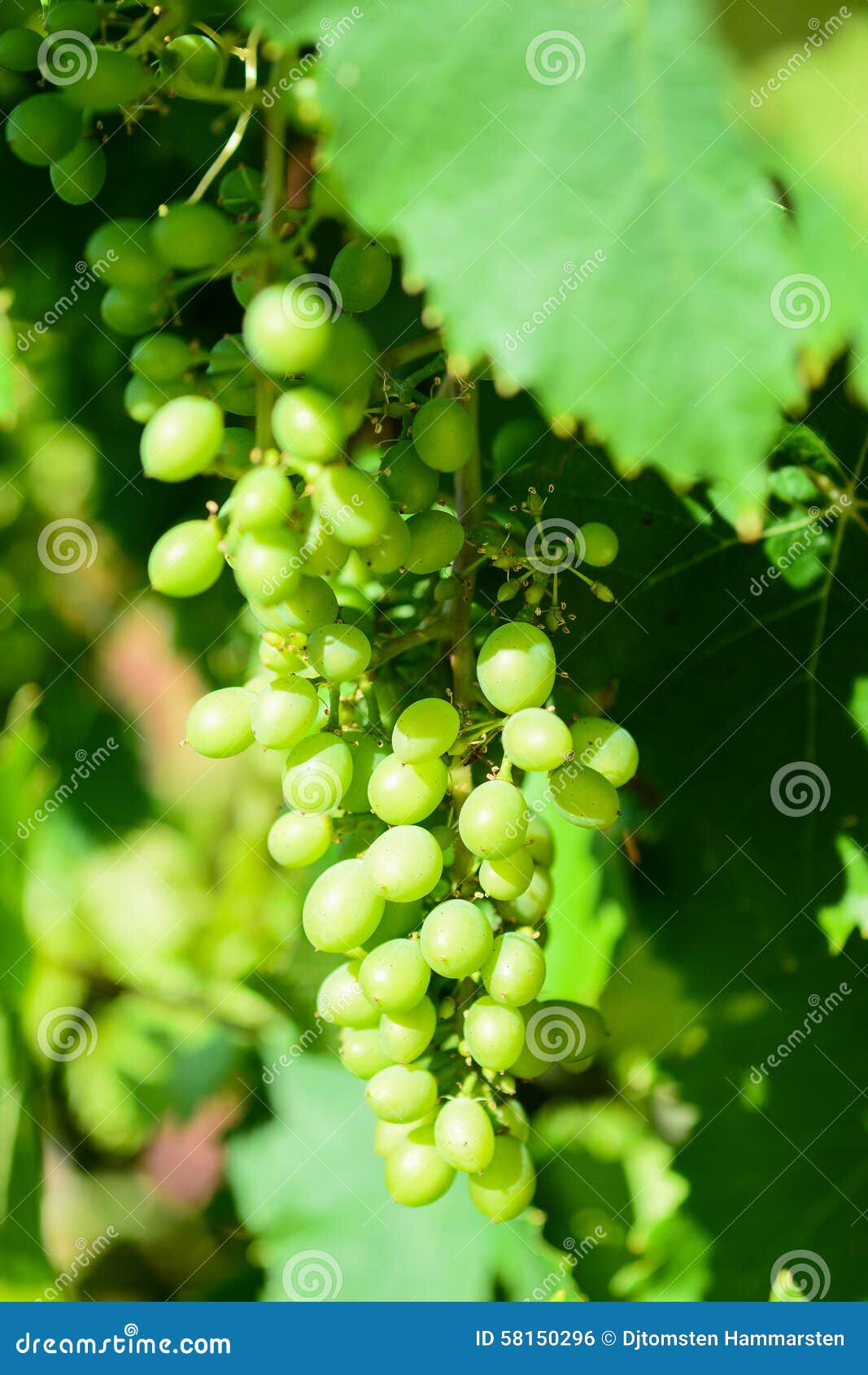 Sour Green Plum, The Most Wonderful And Mouth Watering Sour Plums, Sour